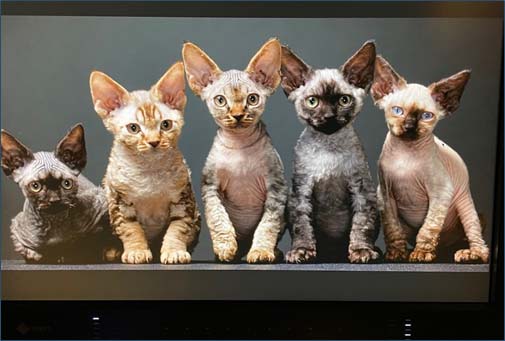 Tim Flach Photography forthcoming book 'Feline' Angletwitch Ragdolls